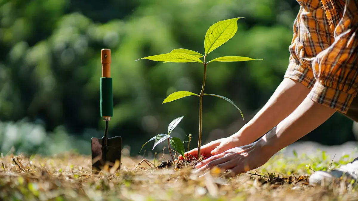 Planting and Garden Installation